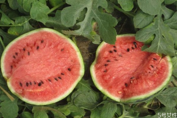 西瓜的挑选技巧(西瓜的挑选技巧) 西瓜的挑选技巧(西瓜的挑选技巧)