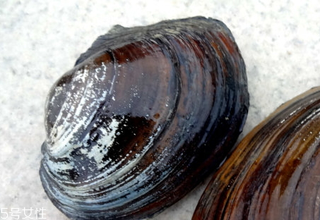 皮肤过敏能吃河蚌吗(皮肤过敏能吃河蚌吗)