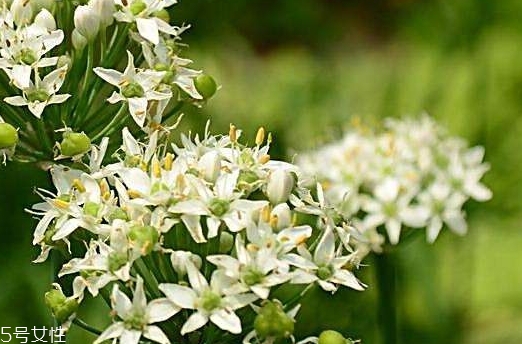 韭菜籽是什么(韭菜籽是什么样的)