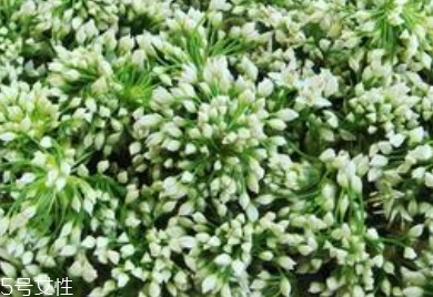 韭菜花的食用禁忌(韭菜花的功效和禁忌)