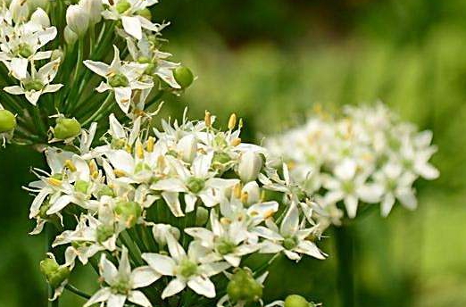 桂花鱼怎么清蒸好吃(桂花鱼怎么清蒸好吃) 桂花鱼怎么清蒸好吃(桂花鱼怎么清蒸好吃)