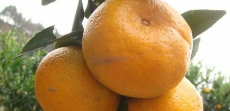 吃椪柑注意事项(吃甘蔗的好处) 吃椪柑注意事项(吃甘蔗的好处)