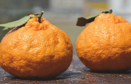 丑橘是转基因吗(丑橘是转基因吗)