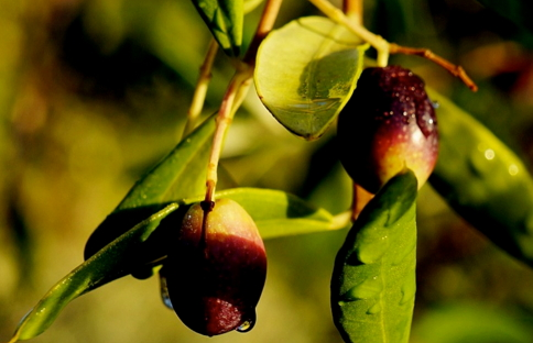 橄榄发白怎么回事(橄榄核部分发白怎么办) 橄榄发白怎么回事(橄榄核部分发白怎么办)