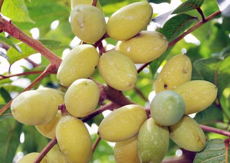 橄榄怎么吃好(新鲜的橄榄吃了有什么功效)