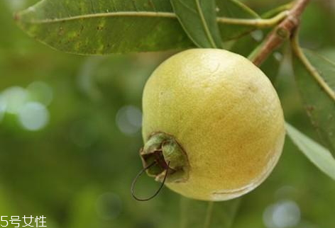 孕妇能吃水蒲桃吗(孕妇能吃水蒲桃吗)