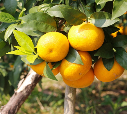 鸡翅的制作技巧(鸡翅的制作方法)