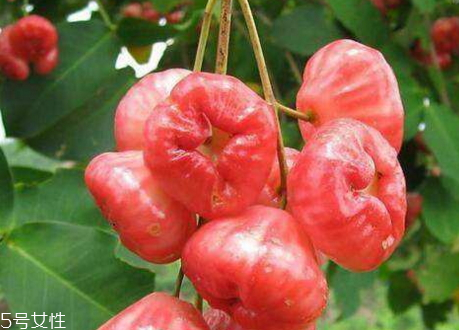 水葡萄的功效作用(水葡萄的功效和作用)