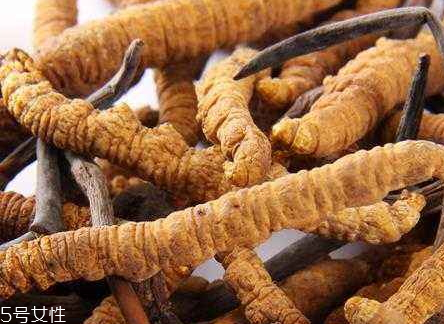 虫草参的食疗价值(虫草参的营养和功效)