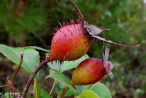 炮制药酒的选择(泡药酒用什么酒好)