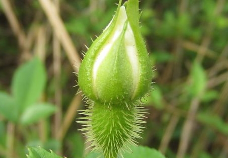 金樱子生吃功效(金樱子生吃有什么功效)