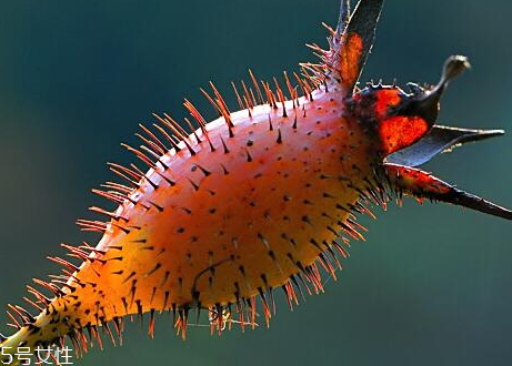 金樱子泡酒的功效(金樱子泡酒的功效和作用)