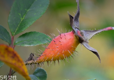 金樱子怎么做法(金樱子怎么做法)