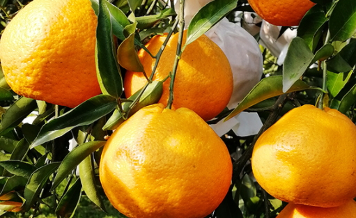 不知火是什么水果(不知火是什么水果的学名)