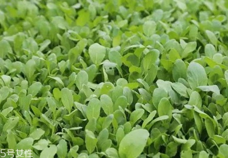 鸡毛菜怎么种植(鸡毛菜无土栽培)