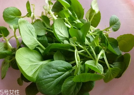 蚝油鸡毛菜做法(蚝油鸡毛菜做法)