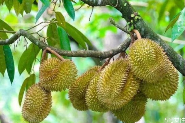 榴莲坏了的表现(榴莲坏了的表现)