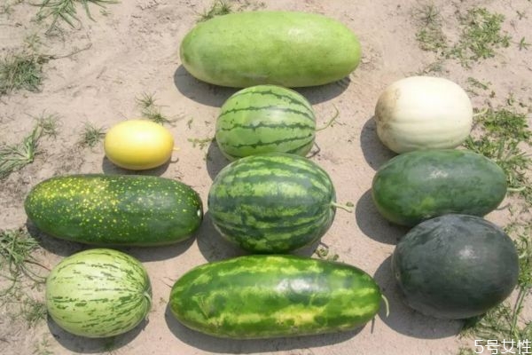西瓜食用禁忌(西瓜食用禁忌)