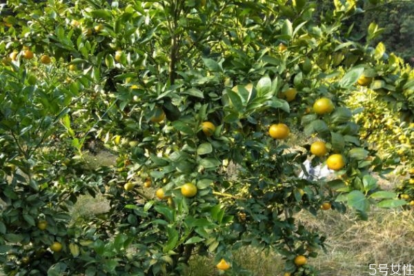 皇帝柑和冰糖橘的区别(冰糖桔和皇帝柑)