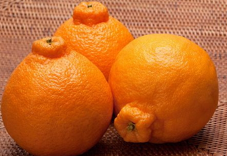 丑八怪一斤12元(丑八怪一斤多少钱)