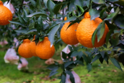 不知火越大越好吃(不知火好吃吗)