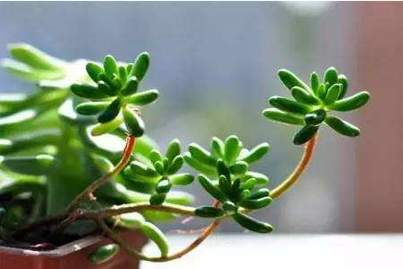 哪些酒可以浇花(酒可以浇花吗)