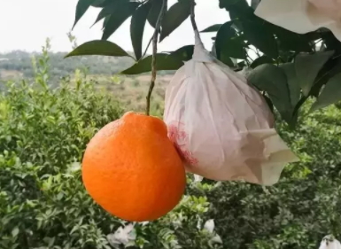 耙耙柑的优点(耙耙柑的优点)