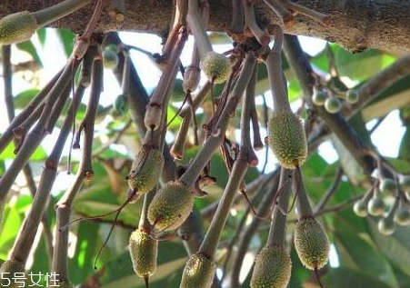 腊肉肠怎么区分生熟(腊肠的肉是生肉还是熟肉)