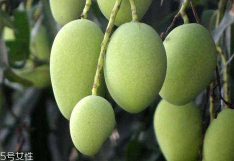 对光照的要求(兰花对光照的要求)