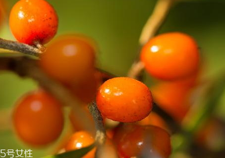经常喝沙棘茶好处(经常喝沙棘茶有什么好处)