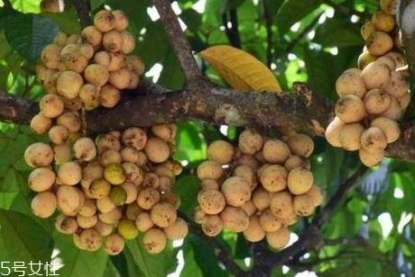 龙贡果的副作用(龙贡果的功效和作用)