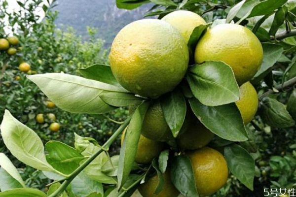 皇帝柑甜是打了甜蜜素吗(皇帝柑会打甜蜜素吗)