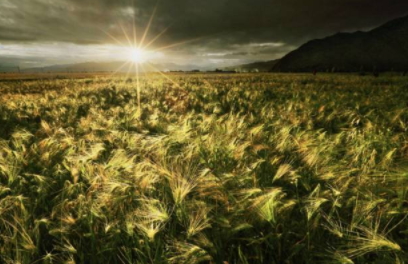 青稞的做法(青稞的做法大全窍门)