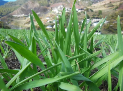 青稞的适合人群(青稞的禁忌人群)