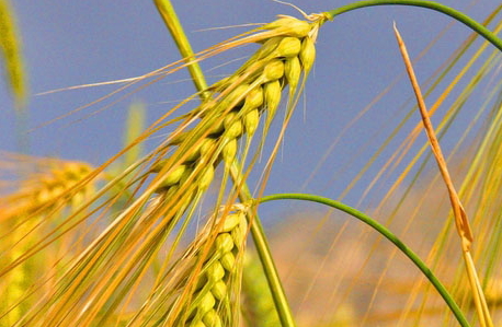 青稞是小麦吗(青稞是小麦吗?)