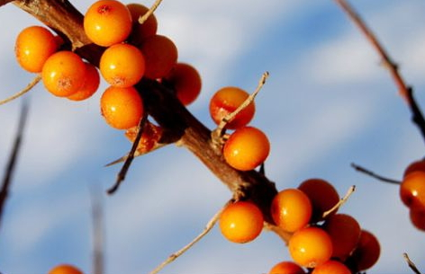 披萨里放哪些菜好吃(披萨里放哪些菜好吃)