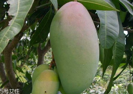 水仙芒的特点(水仙芒的特点) 水仙芒的特点(水仙芒的特点)