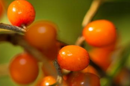 沙棘茶可以泡几次(沙棘泡茶一次放多少)