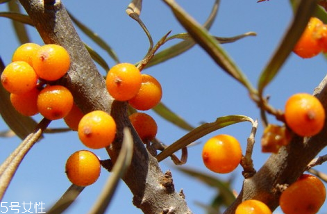 沙棘排湿的方法(沙棘排湿的方法)