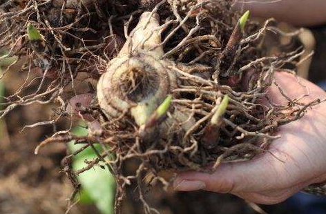 白芨的产地(白芨产地哪里最好)