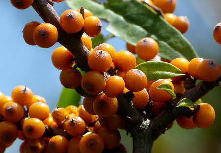 沙棘的吃法(沙棘的吃法和作用)