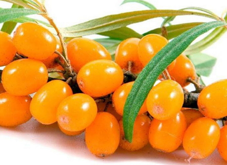 沙棘的营养价值(沙棘的营养价值及功效)