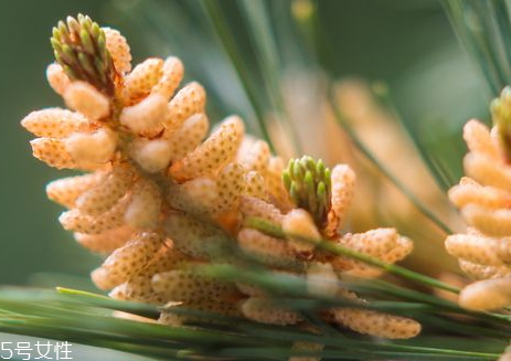 新鲜松花粉处理方法(松花粉使用方法)