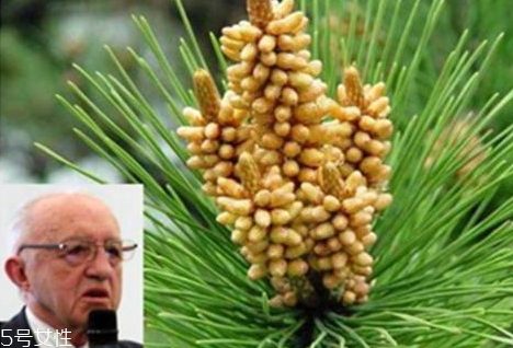 松花粉破壁怎么处理(松花粉怎样破壁)