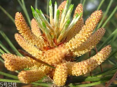 花粉服用注意事项(花粉的正确服用方法)