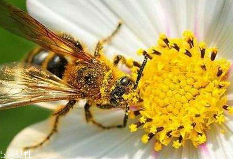 百花蜜怎么看好坏(真正的百花蜜怎么识别) 百花蜜怎么看好坏(真正的百花蜜怎么识别)