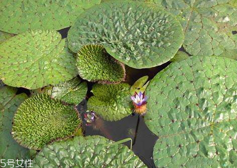 芡实种植区域(芡实种植区域)