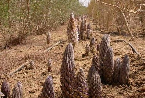 肉苁蓉搭配什么吃效果好(肉苁蓉配什么喝效果最好)