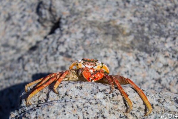 母蟹好还是公蟹好(大闸蟹母蟹和公蟹哪个好)