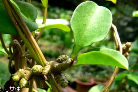 藤三七的功效(藤三七的功效和作用及食用方法) 藤三七的功效(藤三七的功效和作用及食用方法)